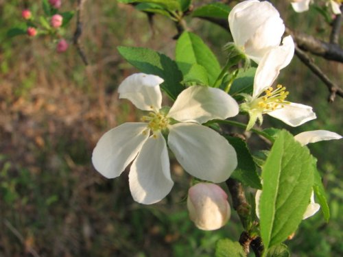 Toringo crabapple (Malus sieboldii)