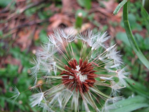 Red Seeded Dandelion (Taraxacum erythrospermum)