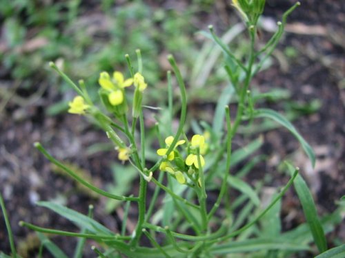 Bushy Wallflower (Erysimum repandum)
