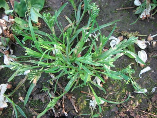 Hard Grass (Sclerochloa dura)