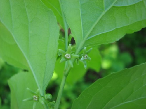 Oriental Bittersweet (Celastrus orbiculatus)