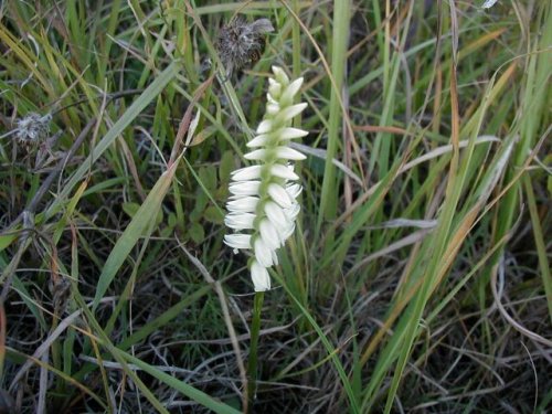 Nodding Lady's Tresses (Spiranthes cernua)