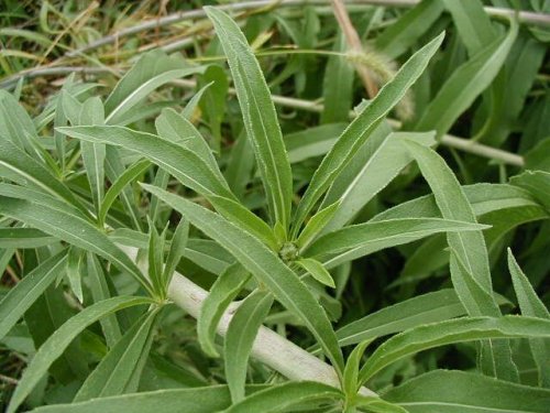 Maximilian Sunflower (Helianthus maximilianii)