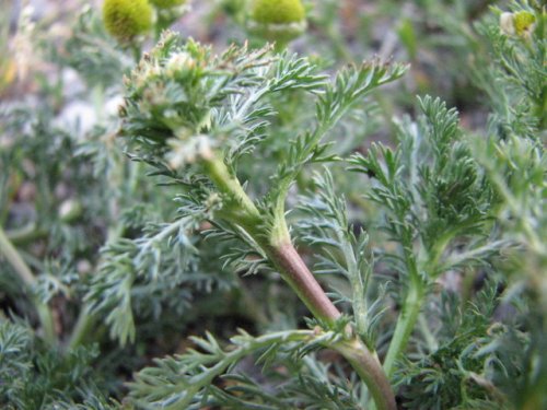 Pineapple Weed (Matricaria discoidea)