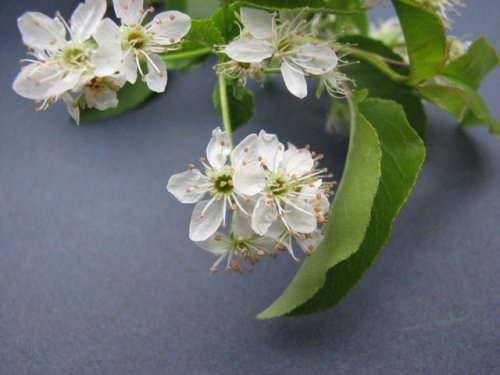 Mahaleb Cherry (Prunus mahaleb)