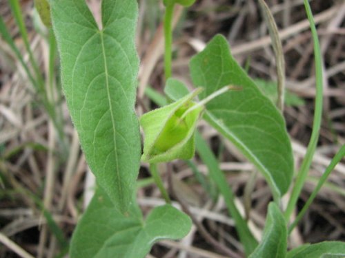 Macoun's Hedge Bindweed (Calystegia macounii)