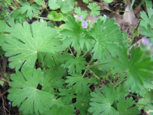 Small Crane's Bill (Geranium pusillum)