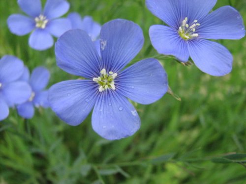 Blue Flax (Linum perenne)