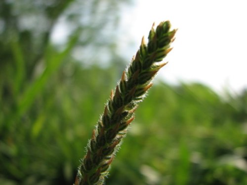 Wooly Plantain (Plantago patagonica)