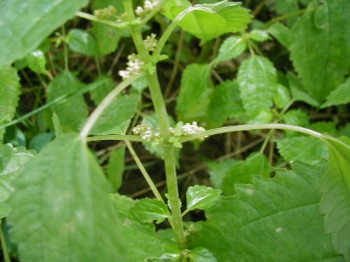 Dwarf Clearweed (Pilea pumila)