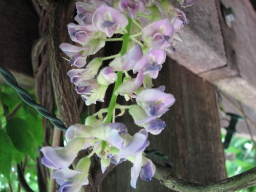 American Wisteria (Wisteria frutescens)