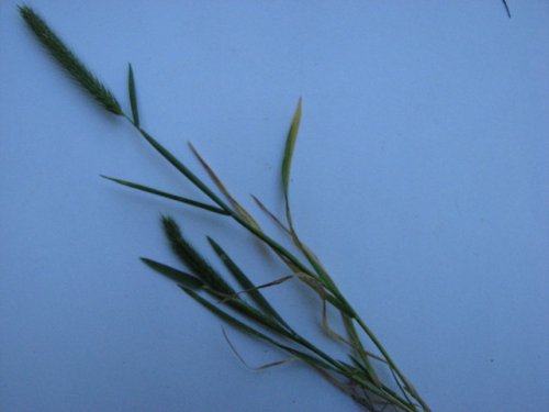 Little Barley (Hordeum pusillum)