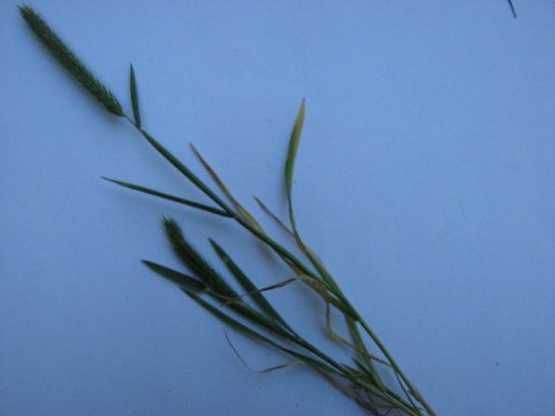 Little Barley (Hordeum pusillum)