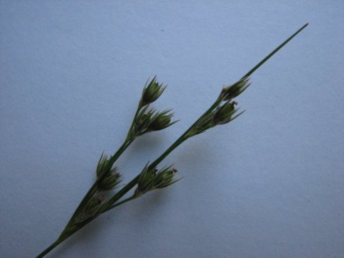 Dudley's Rush (Juncus dudleyi)