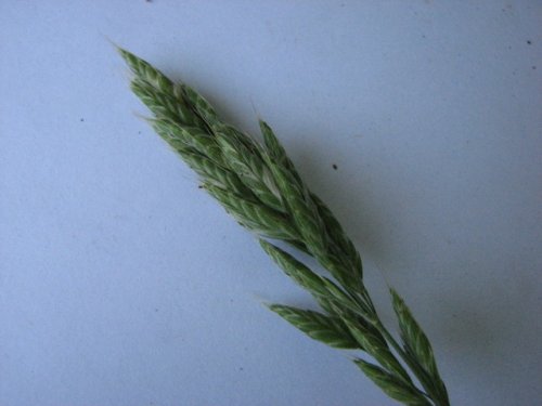 Soft Brome (Bromus hordeaceus)