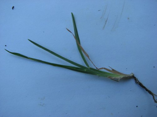 whorled windmill grass (Chloris verticillata)