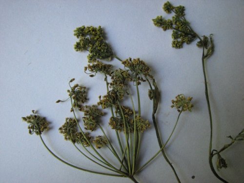 wild parsnip (Pastinaca sativa)