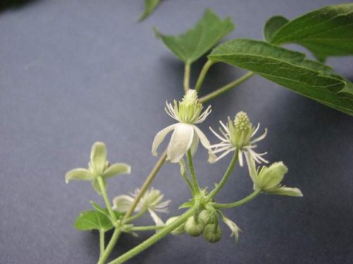 Virginia Clematis (Clematis virginiana)