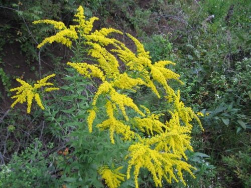 Canada Goldenrod (Solidago canadensis)