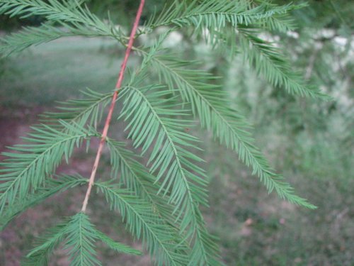 Bald Cypress (Taxodium distichum)