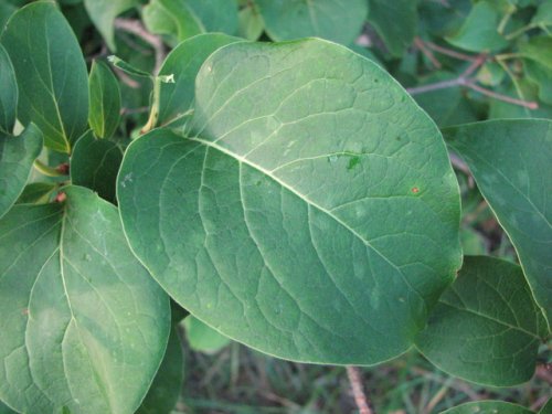 Japanese Tree Lilac (Syringa reticulata)