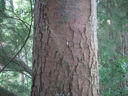 Eastern White Pine (Pinus strobus)