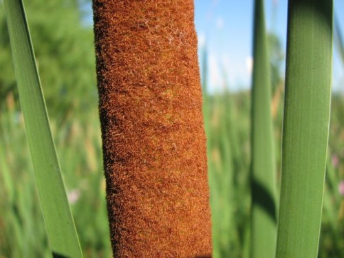 Southern Cat Tail (Typha domingensis)