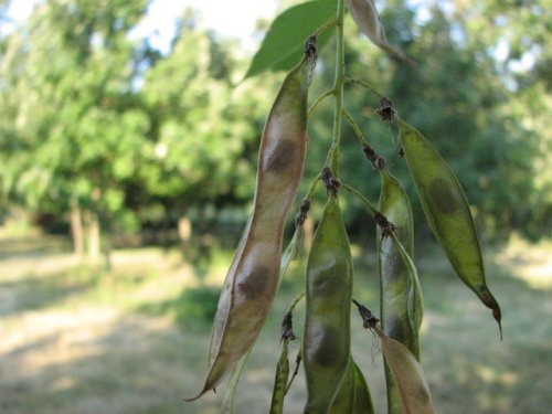 Kentucky Yellowwood (Cladrastis kentukea)