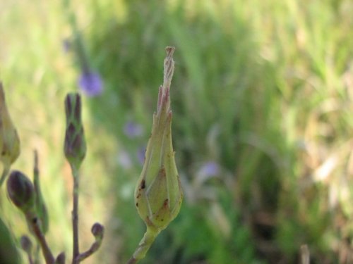 Western Wild Lettuce (Lactuca ludoviciana)