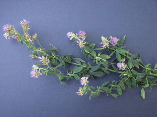 Alfalfa (Medicago sativa)