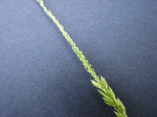 Prairie Cup Grass (Eriochloa contracta)