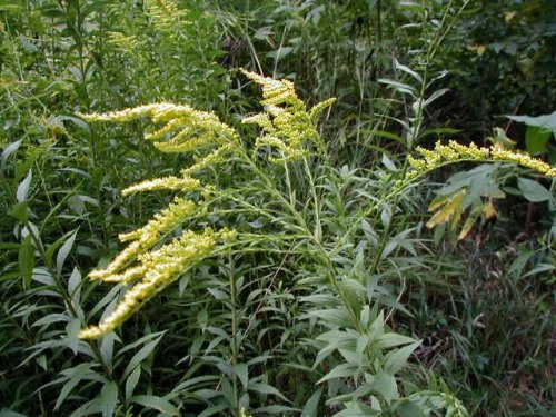 Giant Goldenrod (Solidago gigantea)