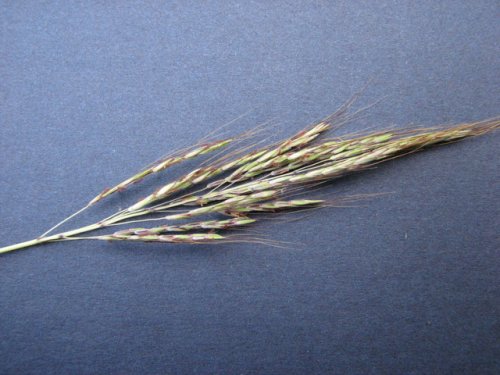 Caucasian Bluestem (Bothriochloa bladhii)