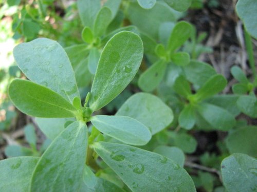 Common Purslane (Portulaca oleracea)