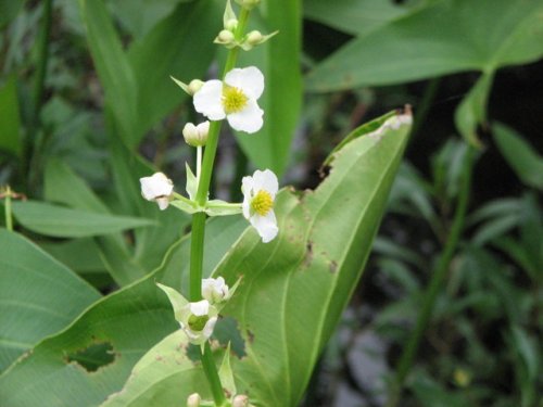 Short Beak Arrowhead (Sagittaria brevirostra)