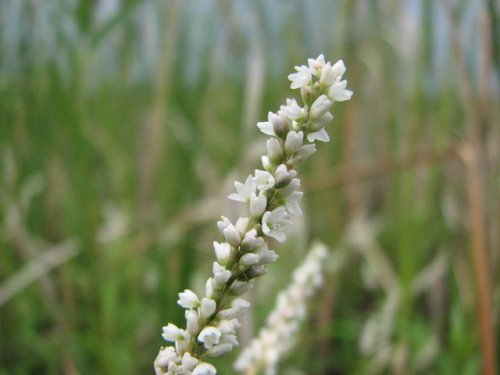 Mild Water Pepper Smartweed (Polygonum hydropiperoides)