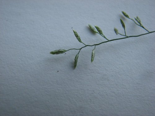 Stinkgrass (Eragrostis cilianensis)