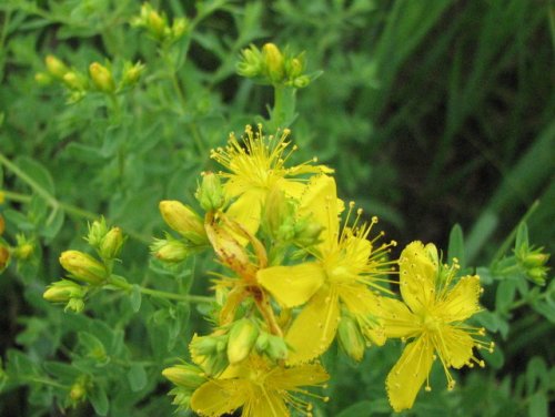 Common St Johnswort (Hypericum perforatum)