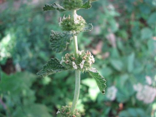 Horehound (Marrubium vulgare)