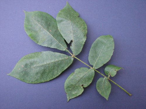 Mockernut Hickory (Carya tomentosa)