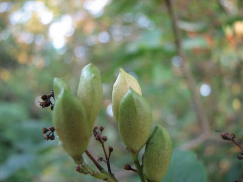 Common Lilac (Syringa vulgaris)