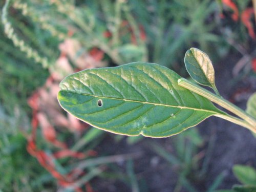 Tall Water Hemp (Amaranthus tuberculatus)