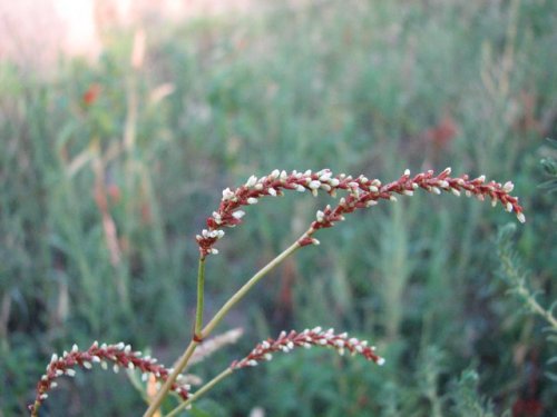 Pale Smartweed (Persicaria lapathifolia)