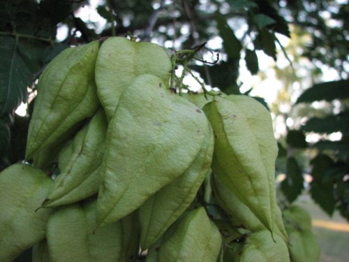 Golden Rain Tree (Koelreuteria paniculata)