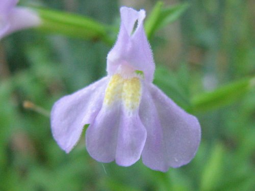 Winged Monkeyflower (Mimulus alatus)