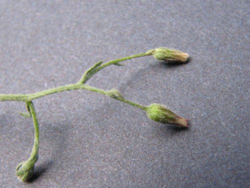 Spreading Horseweed (Conyza ramosissima)