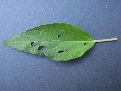 Virginia Copperleaf (Acalypha rhomboidea)