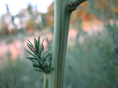 Broom Kochia (Kochia Scoparia)