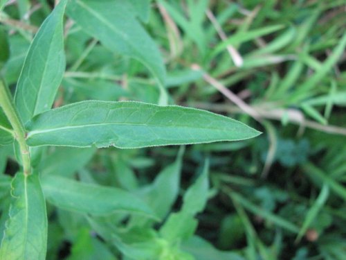 PurpleLoosestrife (Lythrum salicaria)