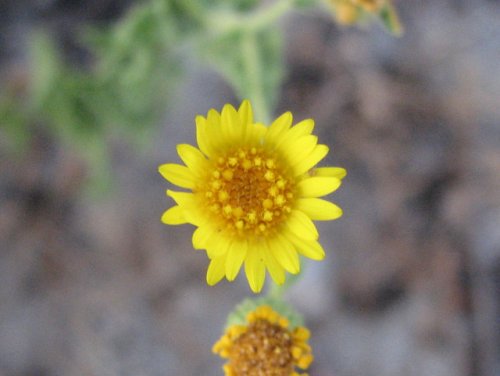 Camphorweed (Heterotheca subaxillaris)